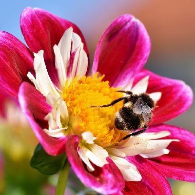 insectes