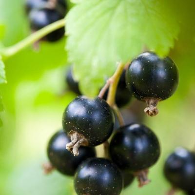 Bourgeons de cassis