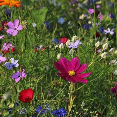 fleurs des champs