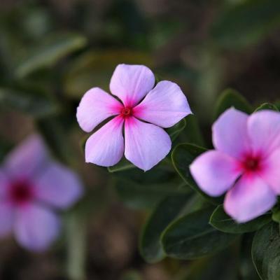 fleurs de bach impatiens